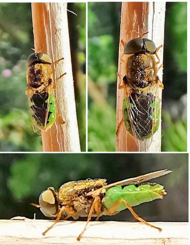 Réf. 328 410 : Odontomyia angulata